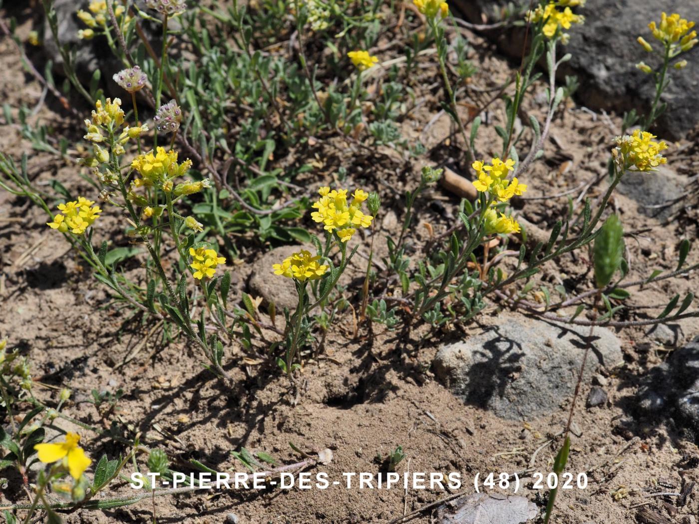 Alyssum, Mountain plant